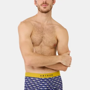 Boxer - Requin des mers